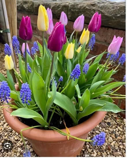 Photo of Spring garden bulbs (Bridgwater TA6) #1