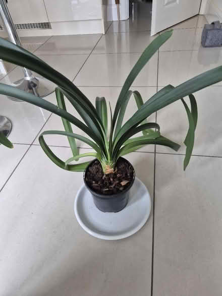 Photo of free Several plants (Guiseley LS20) #1
