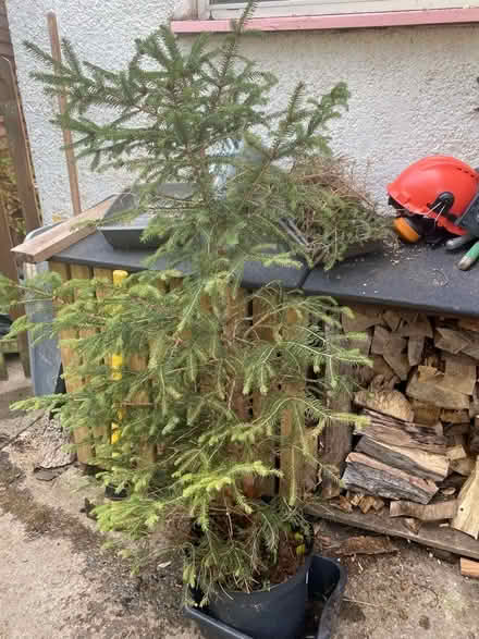 Photo of free Two potted pine trees (Lightpill GL5) #2