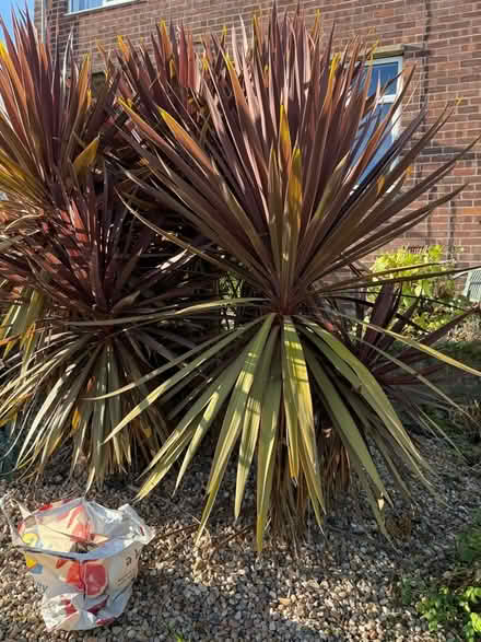 Photo of free Yukka tree 8’ high (Gedling NG4) #3