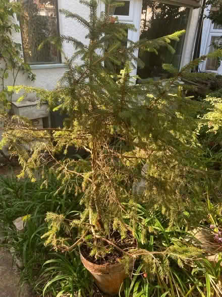 Photo of free Two potted pine trees (Lightpill GL5) #3