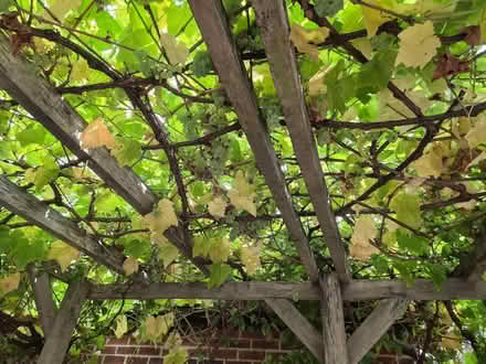 Photo of free Grapes (Kennington OX1) #1