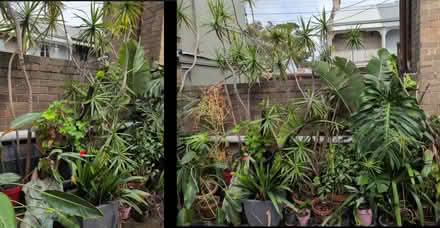 Photo of free LOTS of PLANTS, Newtown (Newtown) #2