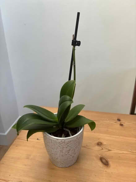 Photo of free Plastic plant pots, orchid, ceramic pot (Woodlands TW7) #2