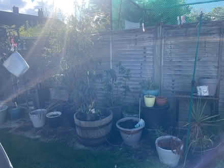 Photo of free Garden pots and plants (TN48LB) #2