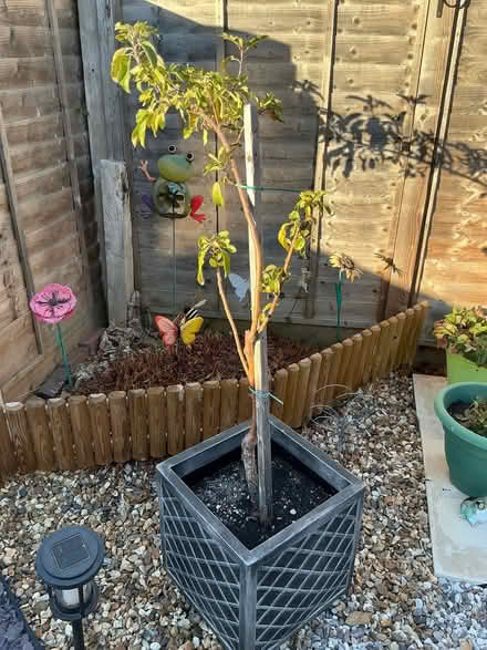 Photo of free Apple Tree (Panshanger AL7) #1