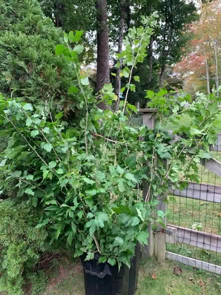 Photo of free Rose of Sharon saplings (Mahopac) #1