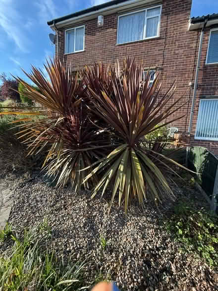 Photo of free Yukka tree 8’ high (Gedling NG4) #4