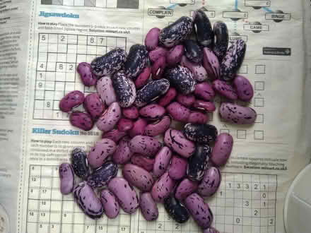 Photo of free 30 ENORMA runner beans seeds (Millhouses S7) #1