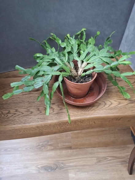 Photo of free Christmas/Easter Cactus large. (Garston WD25) #3