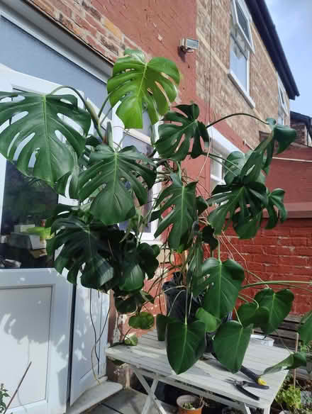 Photo of free Very big Monstera plant (Gorse Hill M32) #2