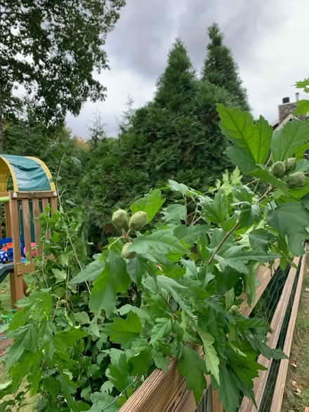 Photo of free Rose of Sharon saplings (Mahopac) #2