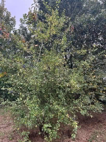Photo of free Sloes ! (Howhlill Quarries HG3) #1
