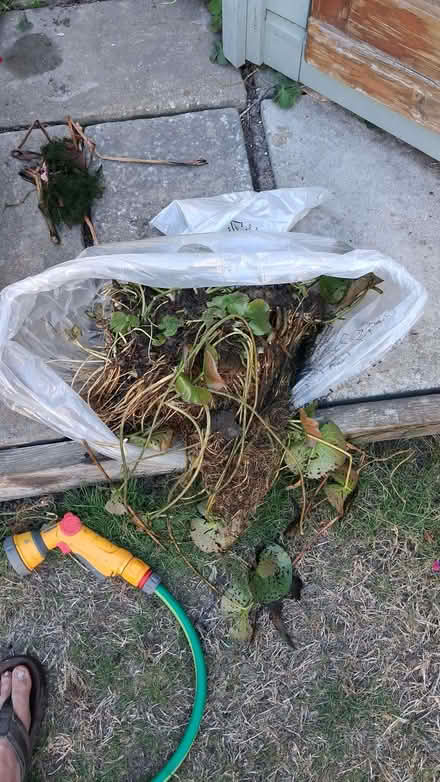 Photo of free Pond plants (Frindsbury Extra ME2) #2