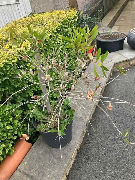 Photo of free Lemon Balm? (Bingley BD16) #1