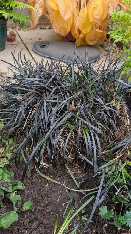 Photo of free Black Mondo Grass garden plants (Currie EH14) #1