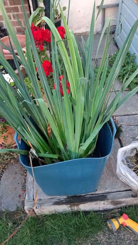 Photo of free Pond plants (Frindsbury Extra ME2) #1