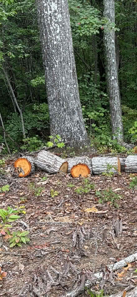 Photo of free Red Oak Firewood logs (Dahlonega) #1