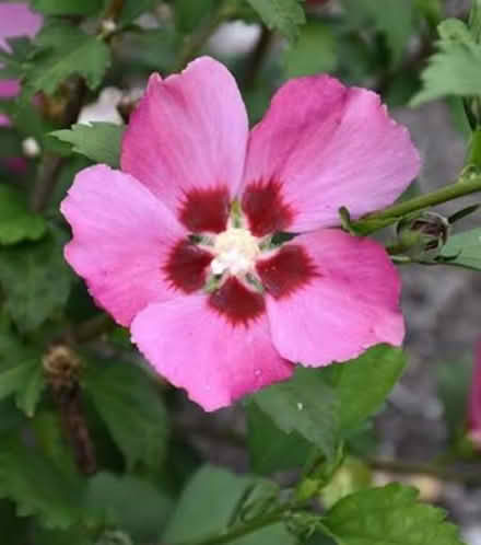 Photo of free Rose of Sharon saplings (Mahopac) #3