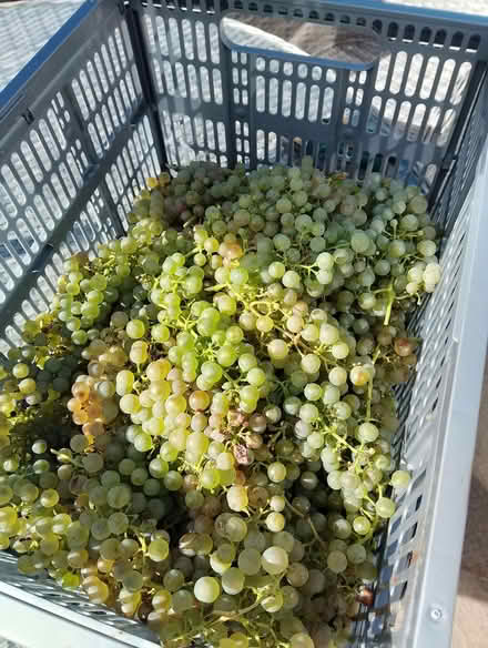 Photo of free Small crate of sweet dessert grapes (Shurdington GL51) #1