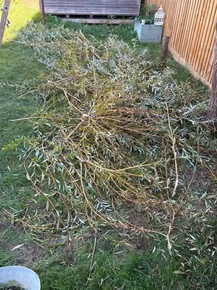 Photo of free Golden willow branches (Bath BA2) #1