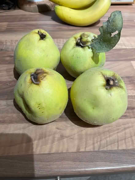 Photo of free Quince fruit (billericay CM12) #3