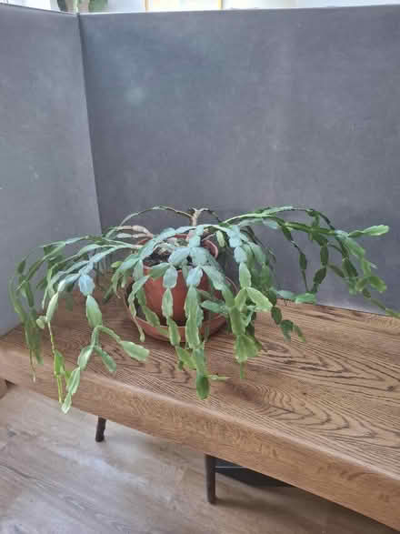Photo of free Christmas/Easter Cactus large. (Garston WD25) #1