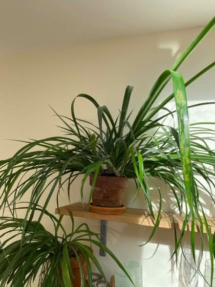 Photo of free Bilbergia nutans cutting (Norwich NR2) #1
