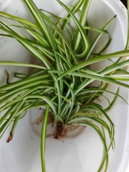 Photo of free Spider plant, babies (Tipton) #1
