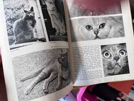Photo of free Introducing cats as pets (billericay CM12) #3
