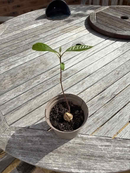 Photo of free Baby avocado plant (Kennington OX14) #1