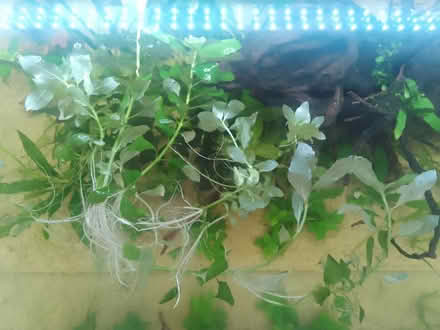 Photo of free aquarium wisteria (GU1) #1