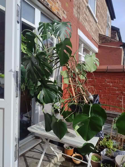 Photo of free Very big Monstera plant (Gorse Hill M32) #3