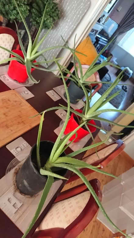 Photo of free Aloe vera plants (Upwell PE14) #1