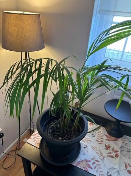Photo of free House plant (Letchworth SG6) #2