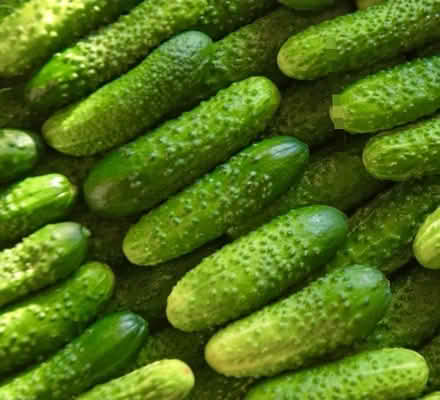 Photo of Pickling cucumbers (Chaddesden DE21) #1