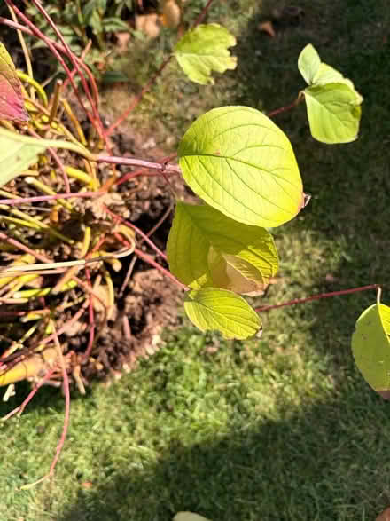 Photo of free Cornus shrub (Cheltenham GL52) #1