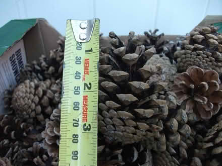 Photo of free Pine Cones (65+) Crafting / Wreath? (ME16 - Allington) #2