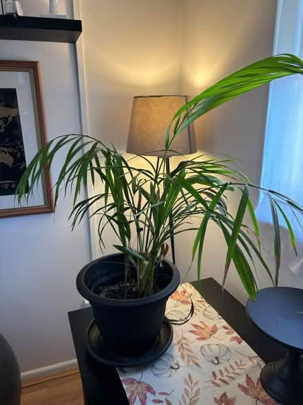 Photo of free House plant (Letchworth SG6) #1