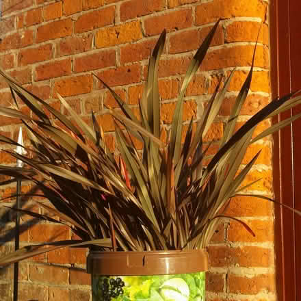 Photo of free New Zealand Flax plant (Phormium) (Walton Superior WA4) #1
