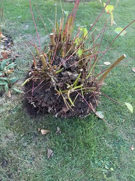 Photo of free Cornus shrub (Cheltenham GL52) #2