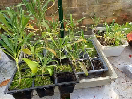Photo of free Wallflower plants (Willaston CH64) #1