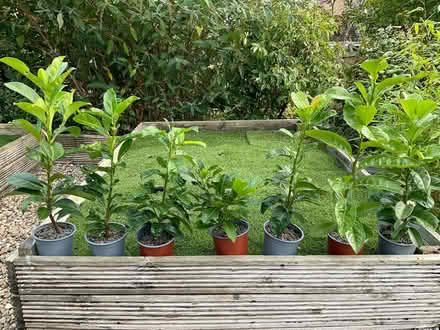 Photo of free Laurel Plants (Coxhoe DH6) #1