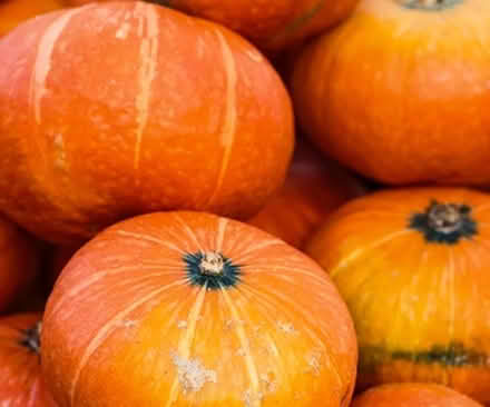 Photo of Pumpkin (Chaddesden DE21) #1