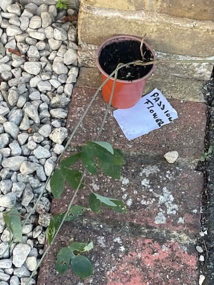 Photo of free Passion flower (Welling DA16) #1
