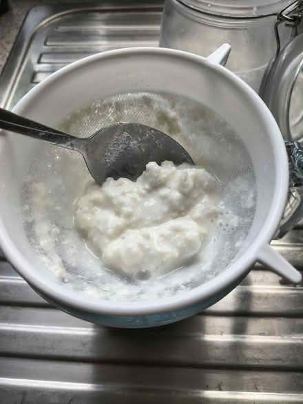 Photo of free Fresh milk kefir grains (Newtown RG1) #1