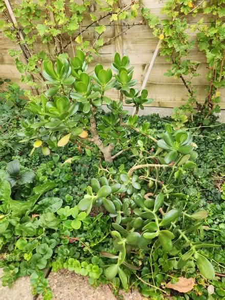 Photo of free Jade Plants (Putnoe MK41) #1
