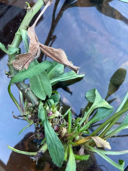 Photo of free Healthy daisy root (Welling DA16) #2