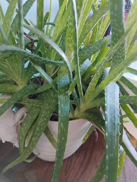 Photo of free Aloe Vera babies (billericay CM12) #1