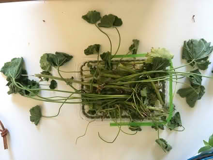 Photo of free Several mallow plants (Portslade Village BN41) #1